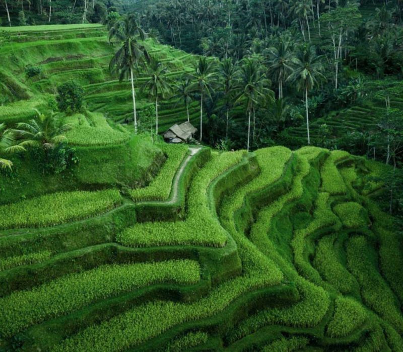 rice-terrace-tegallalang